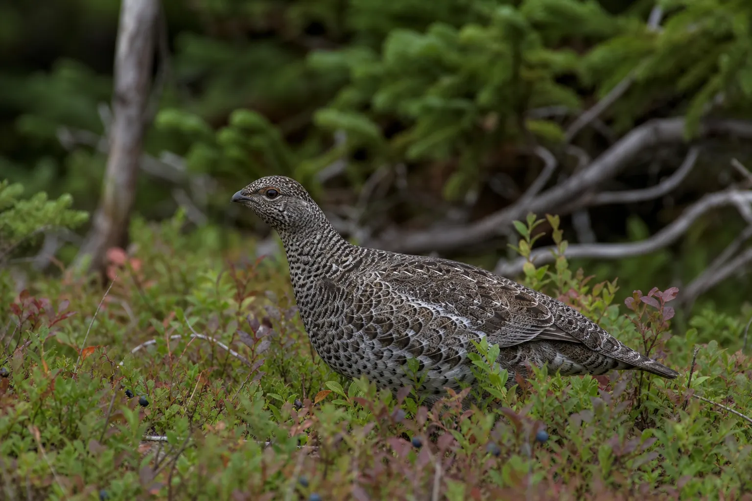 A hen works the huckleberry. The birds go up the mountain in fall.