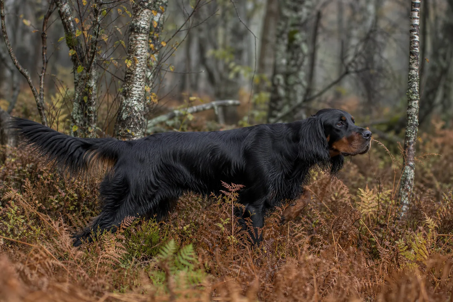 Gordon Setter working grouse cover