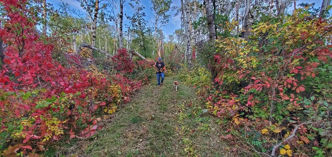 The Northwoods: upland hunting country