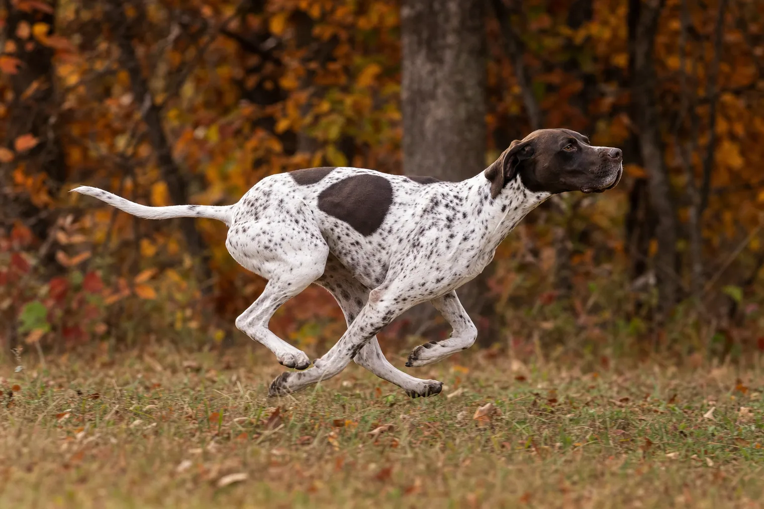 Pointer working grouse cover