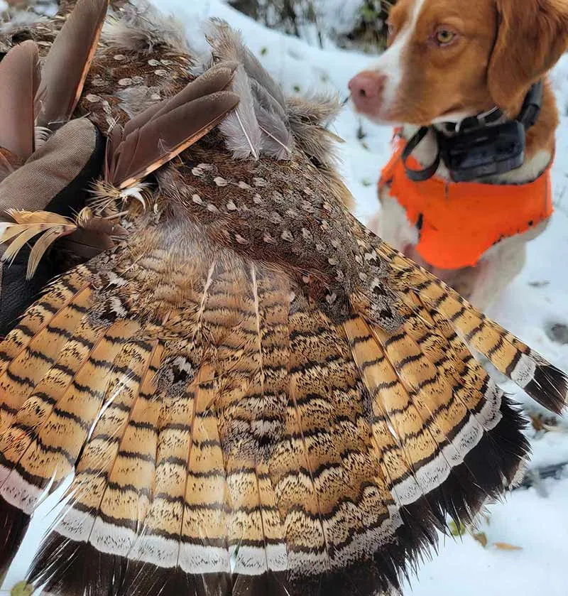A fanned ruffed grouse tail held up in the snow with the Brittany watching