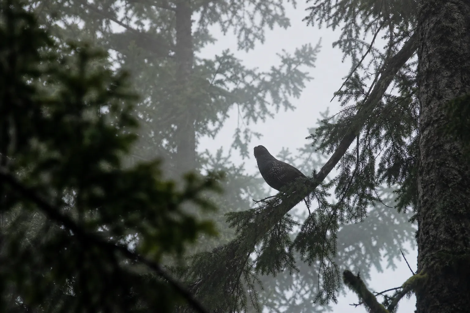 Hooting season: the sound comes from everywhere and nowhere.